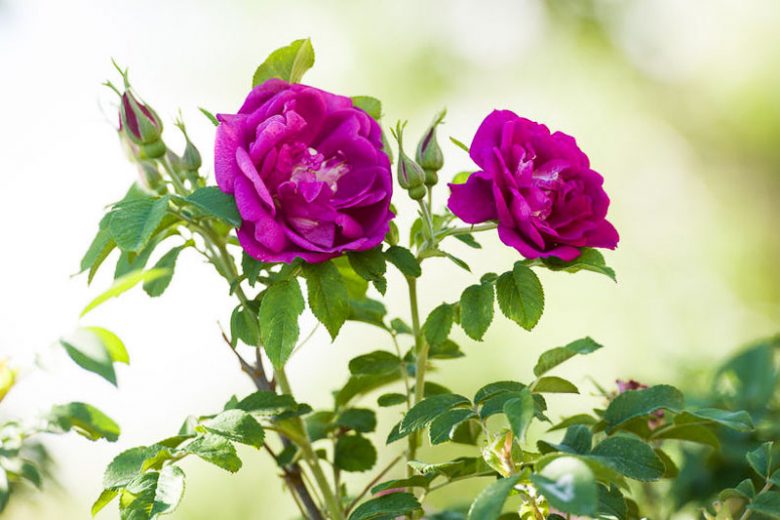 Rosa Rugosa, Rugosa Rose, Japanese Rose, Ramanas Rose, Wild Roses, Rugosa Hybrids, Shrub roses, pink roses, Hardy roses