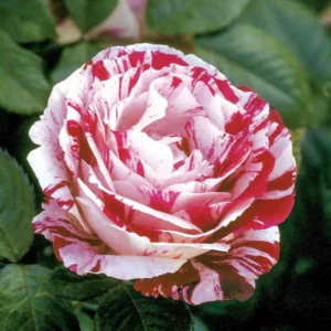 Rosa 'Scentimental',Rose 'Scentimental', Rosa 'WEKplapep', Shrub Roses, Floribunda Roses, White Roses, Red Roses, Bicolor Roses