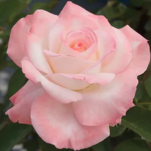 Rosa 'Secret', Rose 'Secret', Rosa 'HILaroma', Hybrid Tea Roses, Shrub Roses, Pink roses, Shrub roses, Rose bush