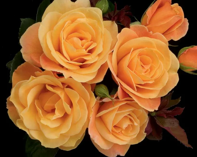 Rosa 'Strike It Rich', Rose 'Strike It Rich', Rosa 'WEKbepmey', Rosa 'Orientalia', Grandiflora Roses, Shrub Roses, Yellow roses, Rose bush