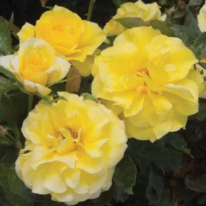 Rosa 'Sunsprite',Rose 'Sunsprite', Rosa 'KORresia', Shrub Roses, Floribunda Roses, Yellow Roses, Yellow Flowers
