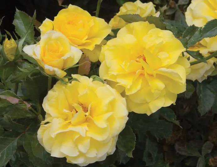 Rosa 'Sunsprite',Rose 'Sunsprite', Rosa 'KORresia', Shrub Roses, Floribunda Roses, Yellow Roses, Yellow Flowers