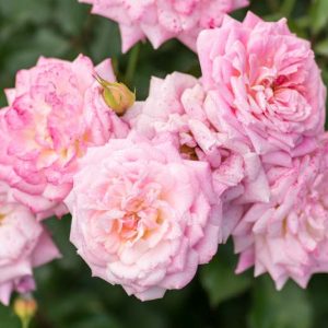 Rosa 'Sweet Drift®', Rose 'Sweet Drift®', Rosa 'Meiswetdom', Groundcover Roses, Pink Roses