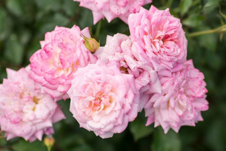 Rosa 'Sweet Drift®', Rose 'Sweet Drift®', Rosa 'Meiswetdom', Groundcover Roses, Pink Roses