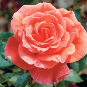Rosa 'Tropicana', Rose 'Tropicana', Rosa 'Super Star', Rosa 'Tanor Star', Rosa 'TANorstar', Hybrid Tea Roses, Shrub Roses, Coral roses, Orange Roses, Shrub roses, Rose bush