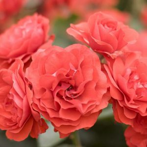 Rosa 'Trumpeter',Rose 'Trumpeter', Rosa 'MACtrum', Shrub Roses, Floribunda Roses, Red Roses, Red Flowers