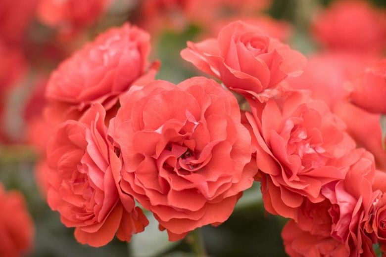 Rosa 'Trumpeter',Rose 'Trumpeter', Rosa 'MACtrum', Shrub Roses, Floribunda Roses, Red Roses, Red Flowers