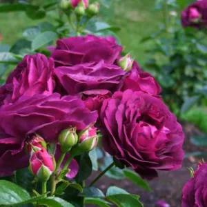Rosa 'Twilight Zone', Rose 'Twilight Zone', Rosa 'WEKebbtidre', Rosa 'Wekebtidere', Grandiflora Rose 'Twilight Zone', Grandiflora Roses, Shrub Roses, Purple roses, Purple flowers, Shrub roses, Rose bush