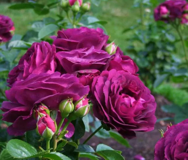 Rosa 'Twilight Zone', Rose 'Twilight Zone', Rosa 'WEKebbtidre', Rosa 'Wekebtidere', Grandiflora Rose 'Twilight Zone', Grandiflora Roses, Shrub Roses, Purple roses, Purple flowers, Shrub roses, Rose bush
