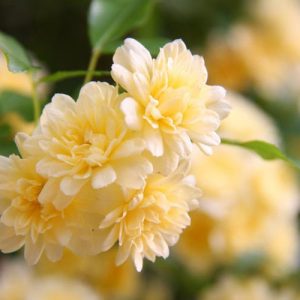Rosa banksiae 'Lutea',Lady Banks' Rose, Yellow Banksian Rose, Yellow banksia Rose, Double Yellow banksia Rose, Rambler Roses, Climbing Roses, Yellow roses, Shrub roses, Rose bushes, Garden Roses