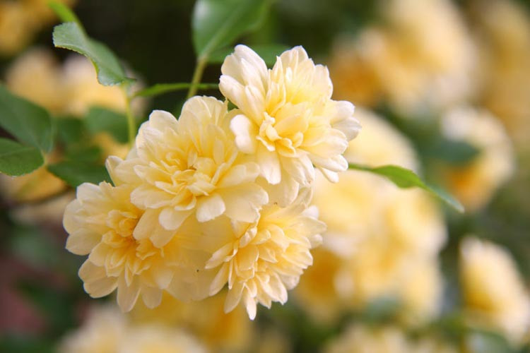 Rosa banksiae 'Lutea',Lady Banks' Rose, Yellow Banksian Rose, Yellow banksia Rose, Double Yellow banksia Rose, Rambler Roses, Climbing Roses, Yellow roses, Shrub roses, Rose bushes, Garden Roses
