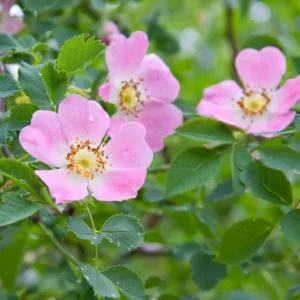 Rosa canina, Dog Rose, Bird Briar, Briar Rose, Buckieberries, Canker, Cankerberry, Canker Flower, Canker Rose, Cat Whin, Choop Tree, Common Brier, Dog Briar, Dog Brier, Hep Briar, Hep Rose, Hep Tree, Wild Roses, Shrub Roses, Pink roses, Hardy roses