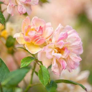Rosa mutabilis, China Rose, Butterfly Rose 'Mutabilis', Rosa chinensis, Rosa chinensis var. mutabilis, Rosa turkestanica, Rosa x odorata, Pink roses, Rose bushes, Garden Roses