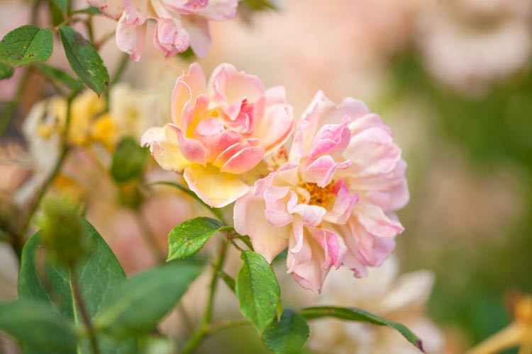 Rosa mutabilis, China Rose, Butterfly Rose 'Mutabilis', Rosa chinensis, Rosa chinensis var. mutabilis, Rosa turkestanica, Rosa x odorata, Pink roses, Rose bushes, Garden Roses