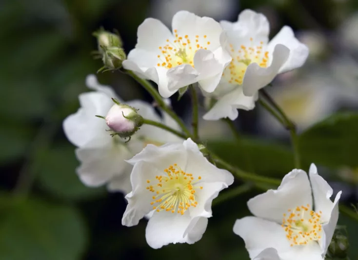 Rosa spinosissima, Scotch Rose, Burnet Rose, Scottish Briar, Rosa pimpinellifolia, Wild Roses, Shrub Roses, White roses, Hardy roses