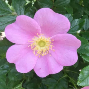 Rosa virginiana, Virginia Rose, Wild Rose, Prairie Rose, American Dwarf Wild Rose, Shining-Leaved Rose, Rosa lucida, Shrub Roses, Pink roses, Hardy roses