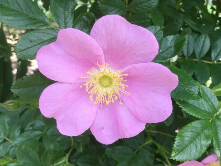 Rosa virginiana, Virginia Rose, Wild Rose, Prairie Rose, American Dwarf Wild Rose, Shining-Leaved Rose, Rosa lucida, Shrub Roses, Pink roses, Hardy roses