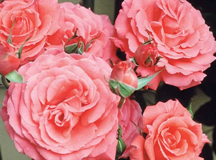 Rose 'America', Rosa 'America', Rosa 'JACclam', Large-Flowered Climber, Coral roses, Pink Roses, Orange Roses, Rose bushes, Garden Roses