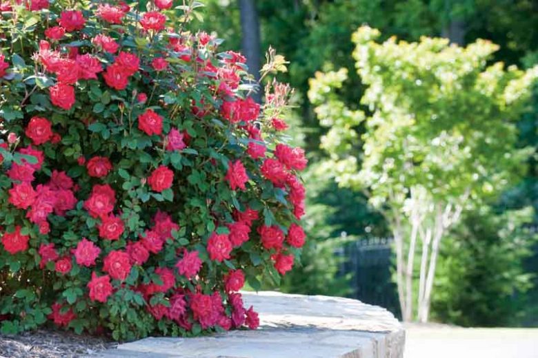 Rose 'Double Knock Out®', Rosa 'Double Knock Out®', 'Double Knock Out®' Rose, Shrub Roses, Rose bushes, Garden Roses, Rosa'Radtko', Red Roses, Red Flowers