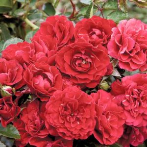 Rose 'Fire Meidiland®', Rosa 'Fire Meidiland®', Rosa'MEIpsidue', Rosa 'MEIupside', Shrub Roses, Landscape Roses, Groundcover Roses, Rose bushes, Garden Roses, Red Roses, Red Flowers
