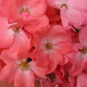 Rose 'Flower Carpet Coral', Rosa 'Flower Carpet Coral', Groundcover Roses, Coral roses, Orange roses