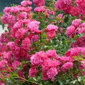 Rose 'Flower Carpet Pink Supreme', Rose 'Flower Carpet Pink', Groundcover Roses, Pink roses