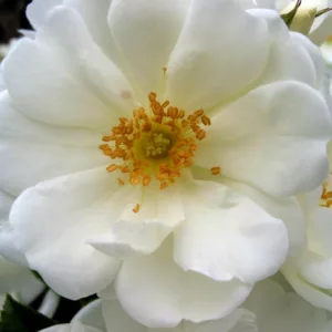 Rose 'Flower Carpet White', Rosa 'Flower Carpet White', Groundcover Roses, White roses