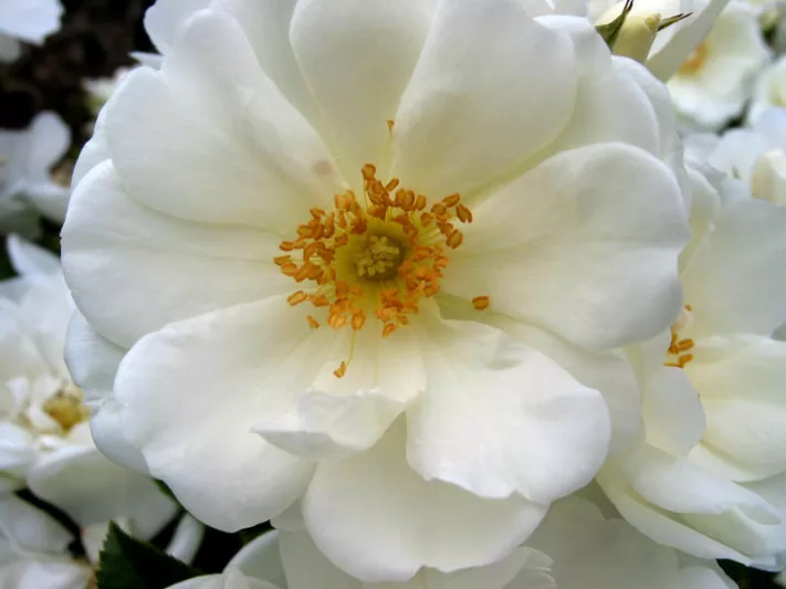 Rose 'Flower Carpet White', Rosa 'Flower Carpet White', Groundcover Roses, White roses