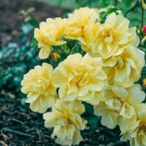 Rose 'Flower Carpet Yellow', Rosa 'Flower Carpet Yellow', Groundcover Roses, Yellow roses