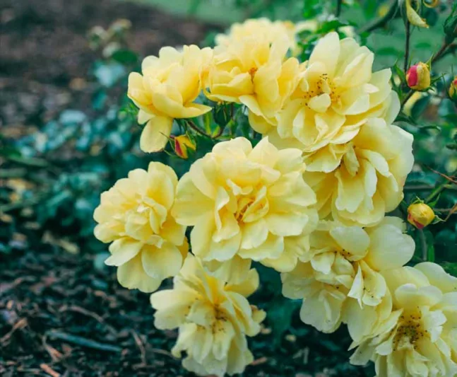 Rose 'Flower Carpet Yellow', Rosa 'Flower Carpet Yellow', Groundcover Roses, Yellow roses