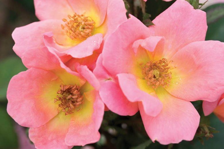 Rose 'Rainbow Knock Out®', Rosa 'Rainbow Knock Out®', Rosa 'Radcor', 'Rainbow Knock Out®' Rose, Shrub Roses, Pink Roses, Pink Flowers