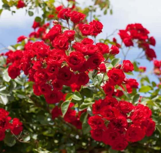 Rose 'Scarlet Meidiland®', Rosa 'Scarlet Meidiland®', Rosa'MEIkrotal', Rosa 'Scarlet Meillandécor', Shrub Roses, Landscape Roses, Rose bushes, Garden Roses, Red Roses, Red Flowers
