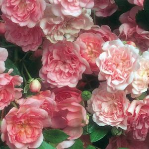 Rose 'The Fairy', Rosa 'The Fairy', Rosa 'Fairy Rose', Rosa 'Perle Rose', Shrub Roses, Rose bushes, Garden Roses, Pink Roses, Pink Flowers