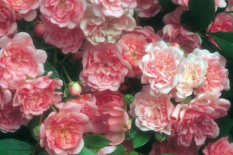 Rose 'The Fairy', Rosa 'The Fairy', Rosa 'Fairy Rose', Rosa 'Perle Rose', Shrub Roses, Rose bushes, Garden Roses, Pink Roses, Pink Flowers