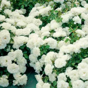 Rose 'White Meidiland®', Rosa 'White Meidiland®', Rosa 'Blanc Meillandécor', Rosa 'MEIcoublan', Rosa 'Super Swany', Rosa 'White Meilland', Shrub Roses, Rose bushes, Garden Roses, White Roses, White Flowers