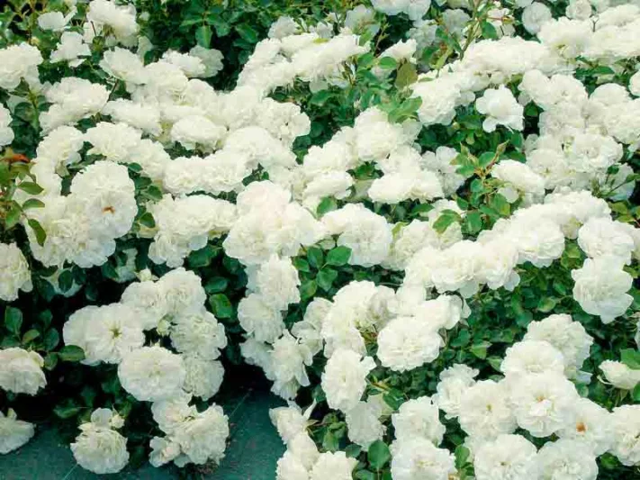 Rose 'White Meidiland®', Rosa 'White Meidiland®', Rosa 'Blanc Meillandécor', Rosa 'MEIcoublan', Rosa 'Super Swany', Rosa 'White Meilland', Shrub Roses, Rose bushes, Garden Roses, White Roses, White Flowers