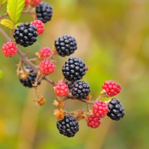 Rubus fruticosus 'Arapaho', Blackberry Arapaho, Black Berries, Fruiting Shrub
