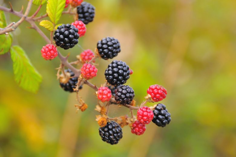 Rubus fruticosus 'Arapaho', Blackberry Arapaho, Black Berries, Fruiting Shrub