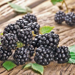 Rubus fruticosus 'Chester', Blackberry Chester, Black Berries, Fruiting Shrub