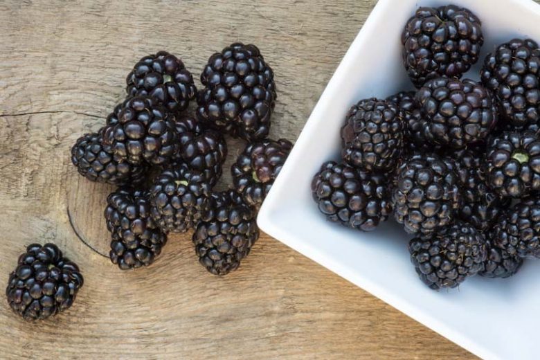 Rubus fruticosus 'Natchez', Blackberry Natchez, Black Berries, Fruiting Shrub