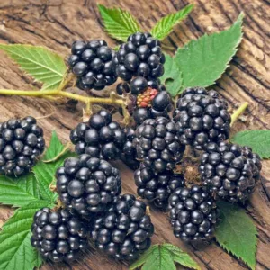 Rubus fruticosus 'Navaho', Blackberry Navaho, Black Berries, Fruiting Shrub