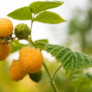 Rubus idaeus 'Anne', Raspberry 'Anne', Everbearing Raspberry, Raspberries, Yellow Berries, Fruiting Shrub
