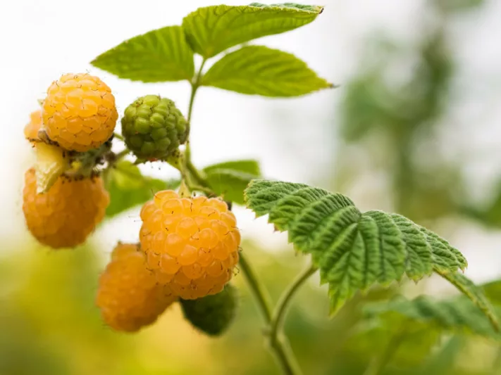 Rubus idaeus 'Anne', Raspberry 'Anne', Everbearing Raspberry, Raspberries, Yellow Berries, Fruiting Shrub
