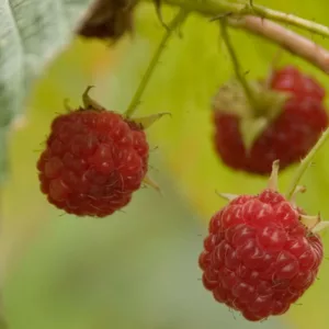 Rubus idaeus 'Caroline', Raspberry 'Caroline', Everbearing Raspberry, Raspberries, Red Berries, Fruiting Shrub