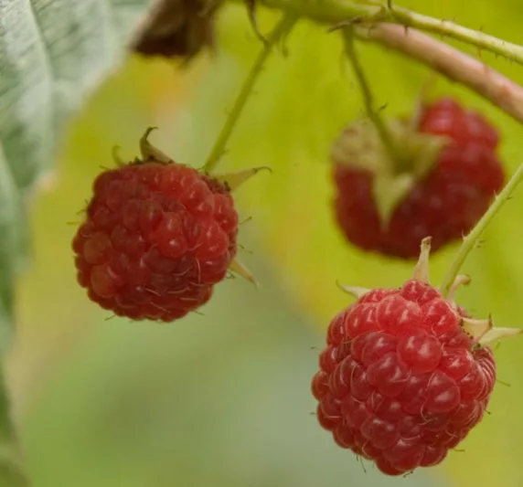 Rubus idaeus 'Caroline', Raspberry 'Caroline', Everbearing Raspberry, Raspberries, Red Berries, Fruiting Shrub