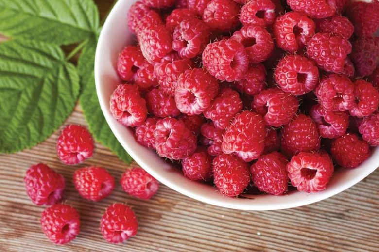 Rubus idaeus 'Heritage', Raspberry 'Heritage', Everbearing Raspberry, Raspberries, Red Berries, Fruiting Shrub