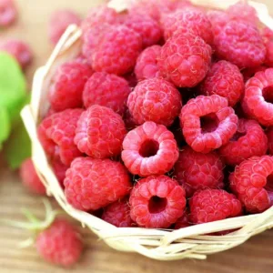 Rubus idaeus 'Joan J', Raspberry 'Joan J', Everbearing Raspberry, Raspberries, Red Berries, Fruiting Shrub