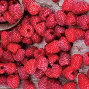 Rubus idaeus 'Latham', Raspberry 'Latham', Red Raspberry 'Latham', Raspberries, Red Berries, Fruiting Shrub