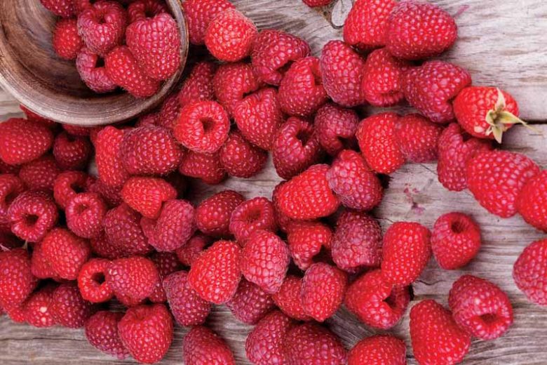 Rubus idaeus 'Latham', Raspberry 'Latham', Red Raspberry 'Latham', Raspberries, Red Berries, Fruiting Shrub