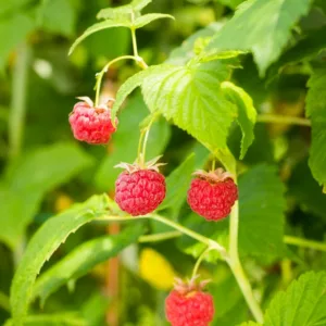 Rubus idaeus 'Nova', Raspberry 'Nova', Red Raspberry 'Nova', Raspberries, Red Berries, Fruiting Shrub